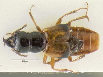 Media type: image;   Entomology 32207 Aspect: habitus dorsal view